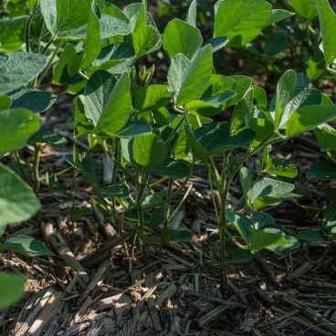 Close-Up of Soybean
